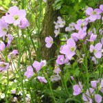 Wildflowers for Wet areas