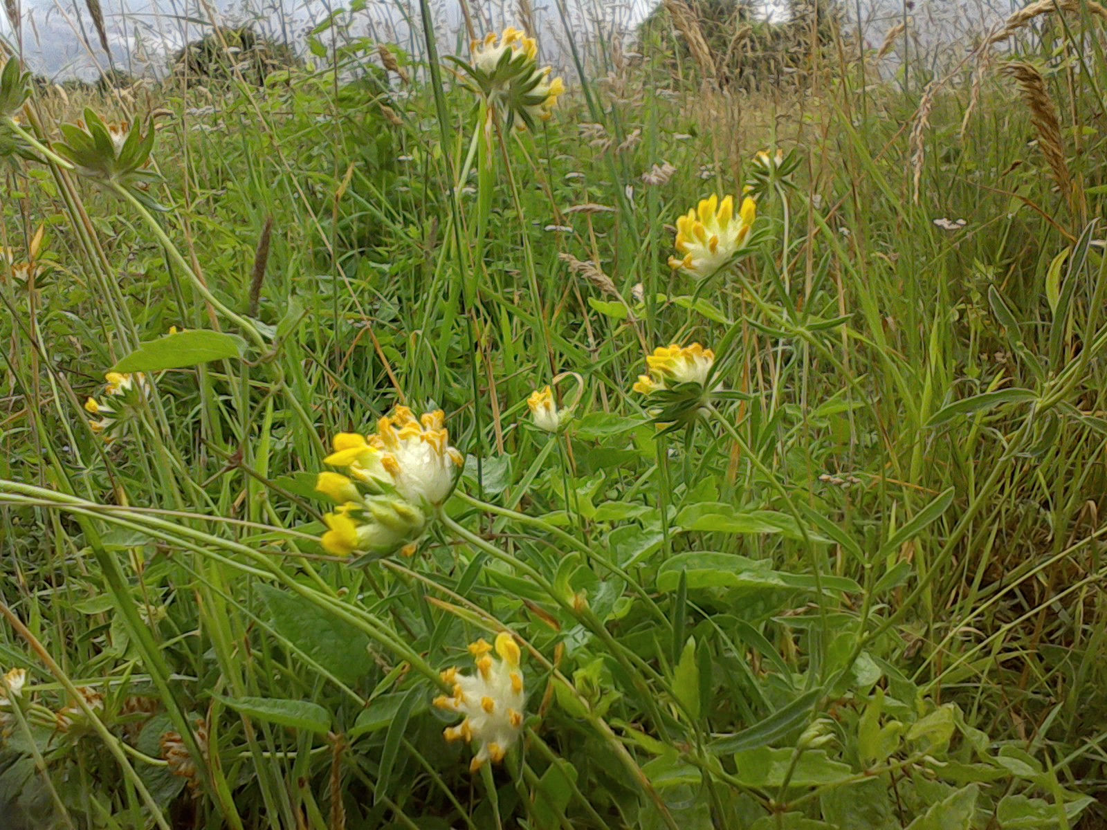 KIDNEY VETCH Seeds