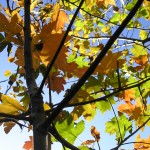 Wildlife garden in October