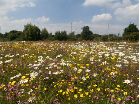 How to plant a Wildflower meadow