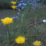 Wildflowers that grow together