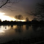 Wildflowers for wet areas