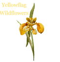 Yellow Flag Wildflowers logo