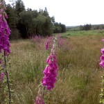 best soil for wildflowers