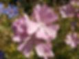 Cottage Garden Wildflower Selection