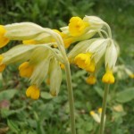 Wildflower Lawn Seed