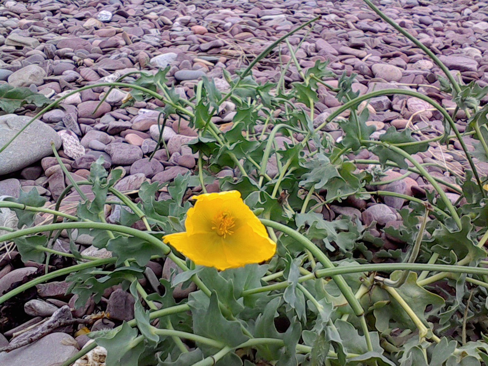 Seaside Garden Selection
