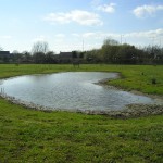 Wildflowers for wet areas