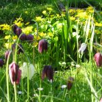 Wildflower combinations