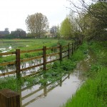Wildflowers for wet areas