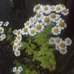 Feverfew
