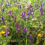 grass seed with wildflowers