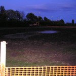 Wildflowers for wet areas