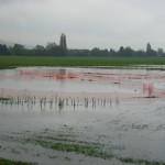 Wildflowers for wet areas