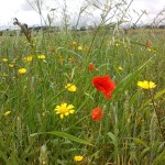 Bulk Wildflower seeds