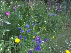 Wildflowers for shade