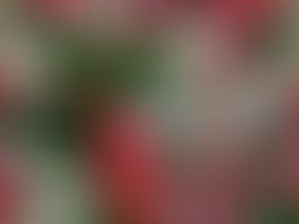 The Wildflower Garden in December