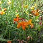 Attracting birds to your garden