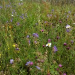 Wildflowers for wet areas