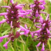 The Wildflower Garden in August