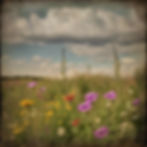Wildflowers for The Flower Border Selection