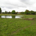 Wildflowers for wet areas