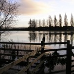 Wildflowers for wet areas