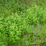 Wildflowers for wet areas