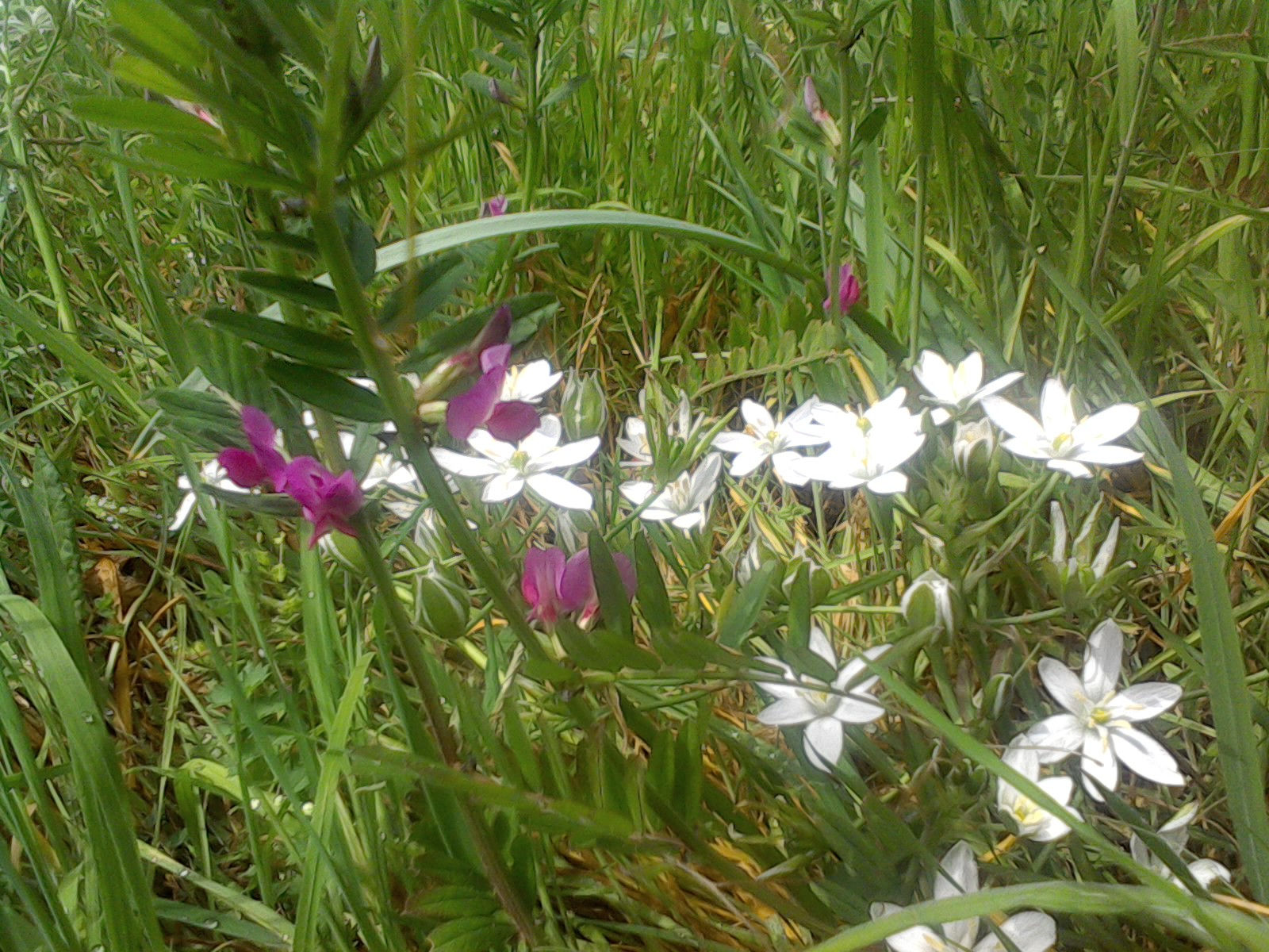 Star of Bethlehem bulbs