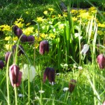 The Wildflower garden in April