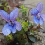 Wildflower garden ideas