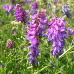 Wildflowers for wet areas