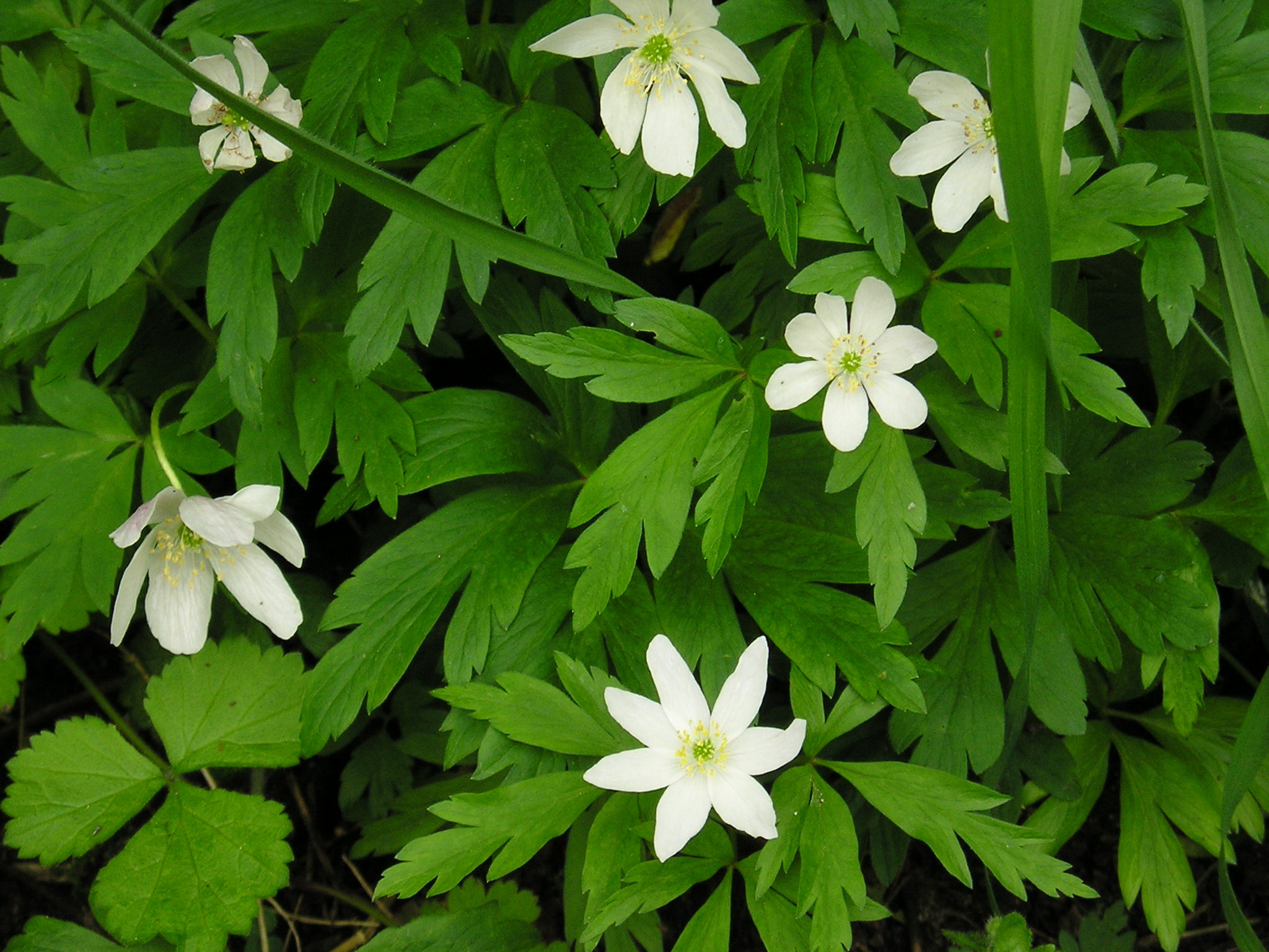 Wood Anemone rhizomes