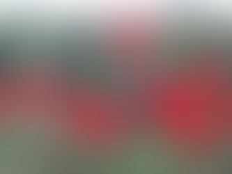 The Wildflower Garden in June