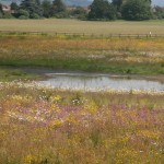 Wildflowers for wet areas