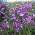 Wildflowers for wet areas