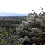 The Wildflower garden in December
