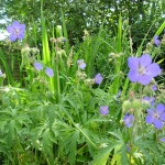 Wildflowers for wet areas