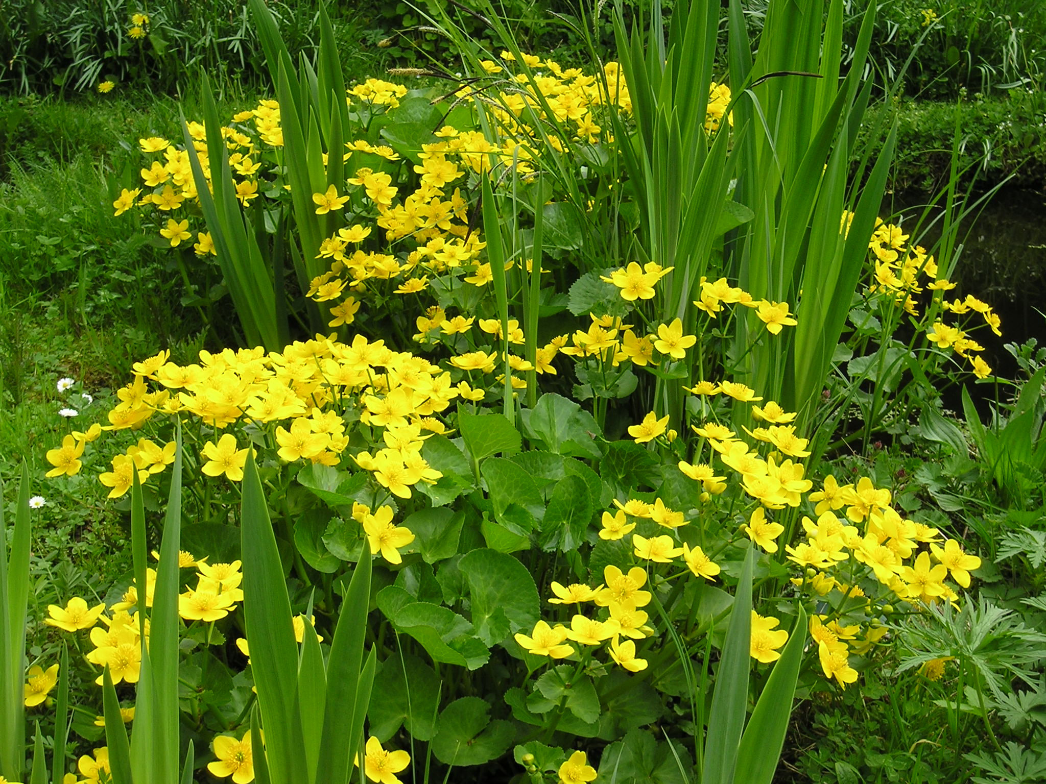 MARSH MARIGOLD Seeds