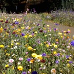 Wildflower landscaping