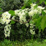 Wildflower garden in May
