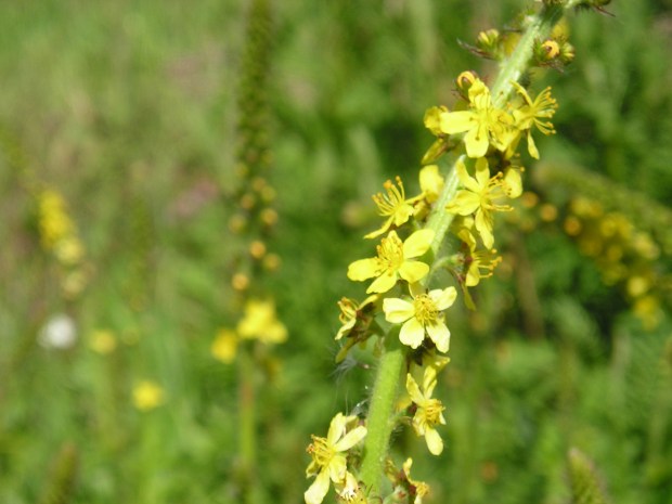 Common Agrimony