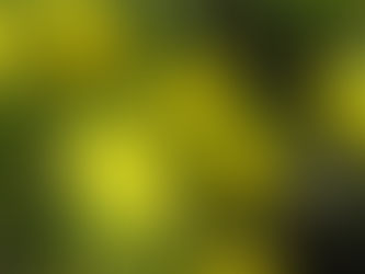 Number of seeds in a 1 gram Wild flower seed packet