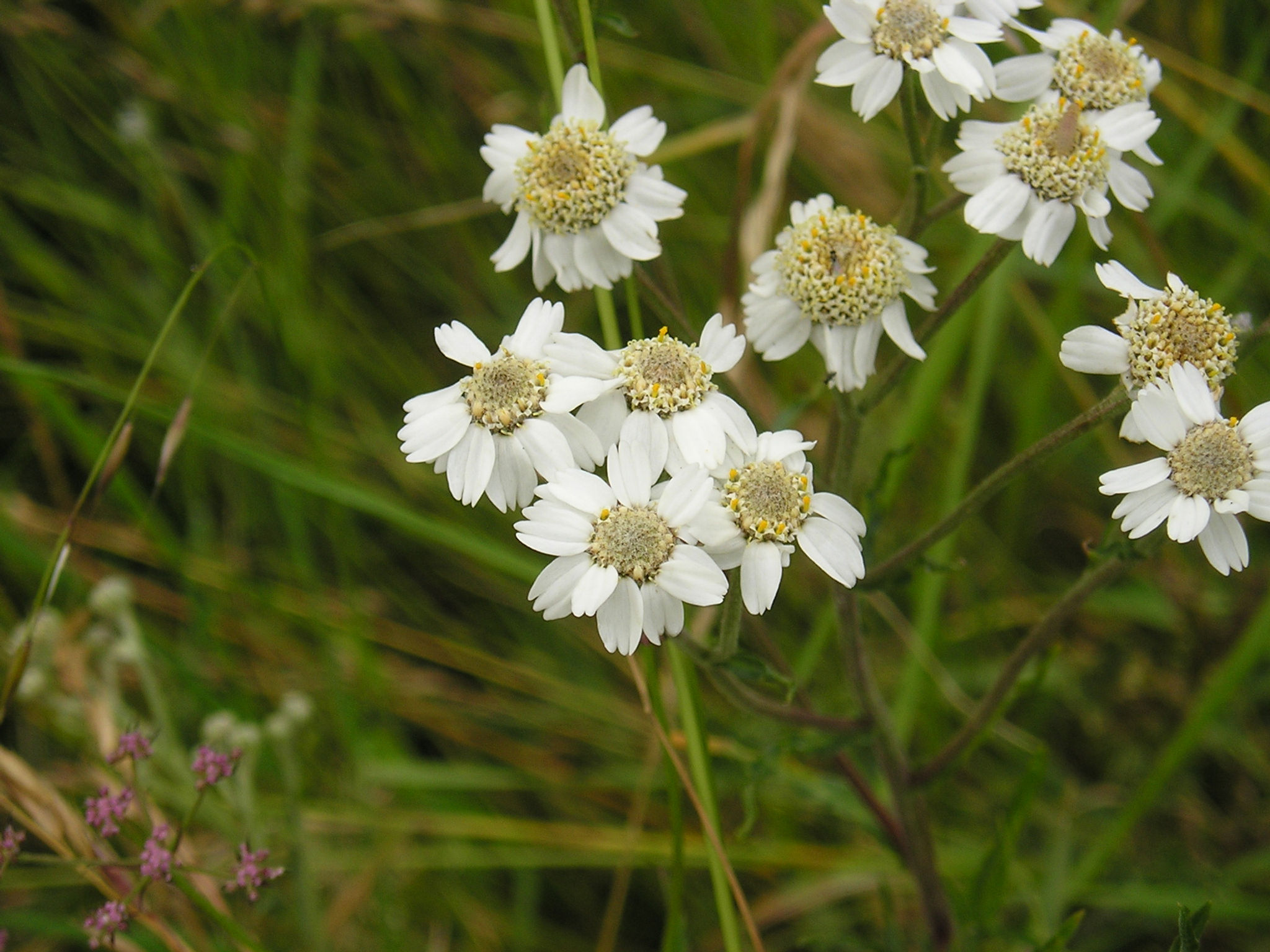 SNEEZEWORT Seeds