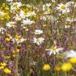 Wildflowers for wet areas