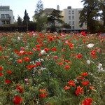 Wildflower landscaping