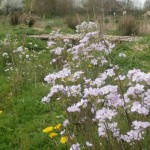 Wildflowers for wet areas