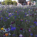 Wildflower landscaping