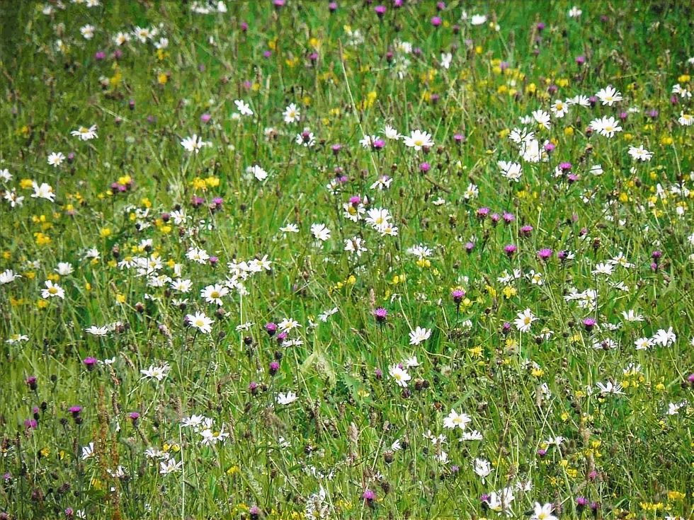 Bulk wildflower seeds