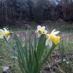 Wildflower gardening